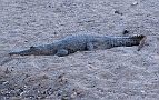 25-A Windjana Gorge croc